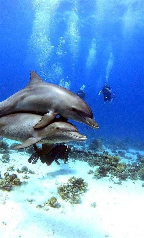Daily Dive Trips — photo
