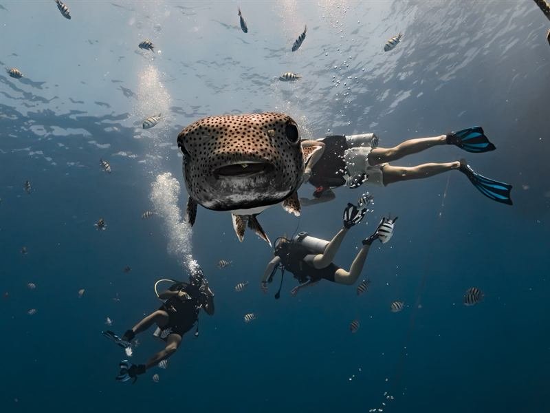 Scuba Diver Course — course photo