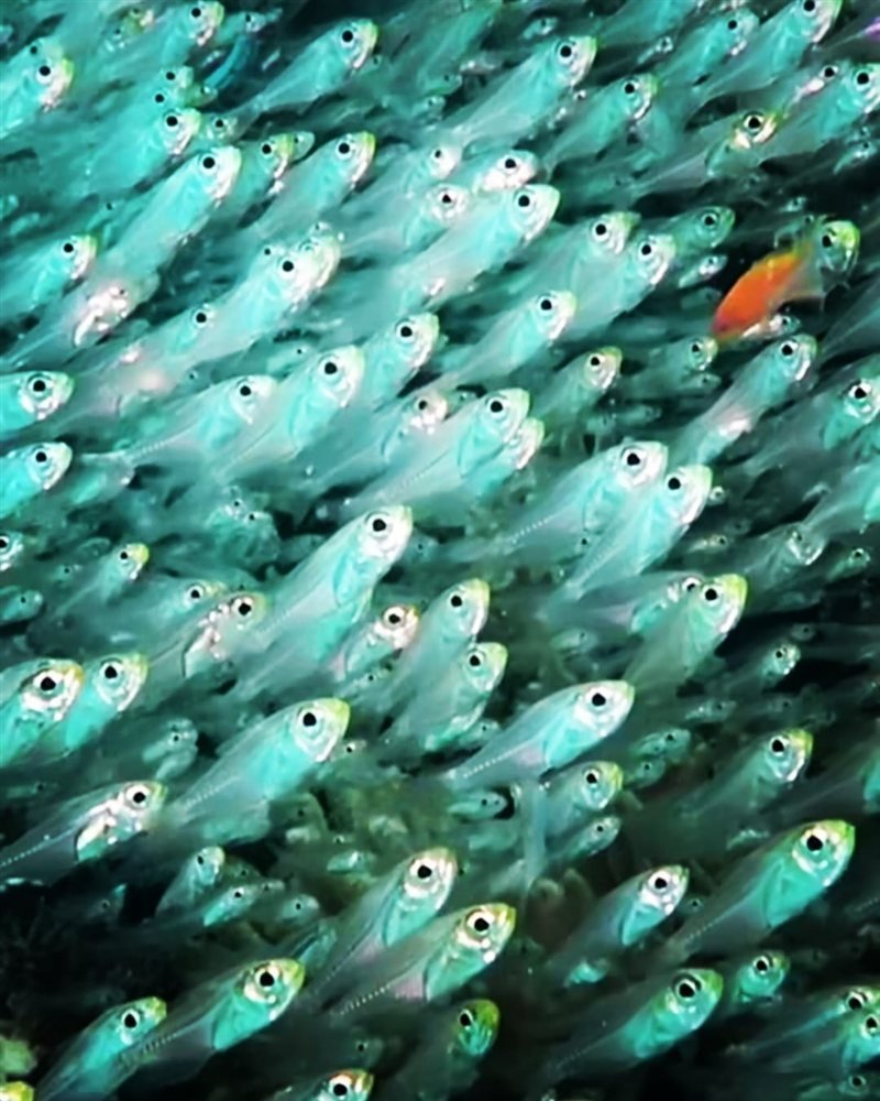 Turft El Shahed — фото рифа