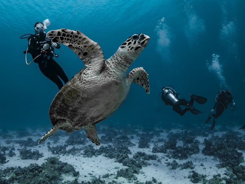 Intro Dive — photo